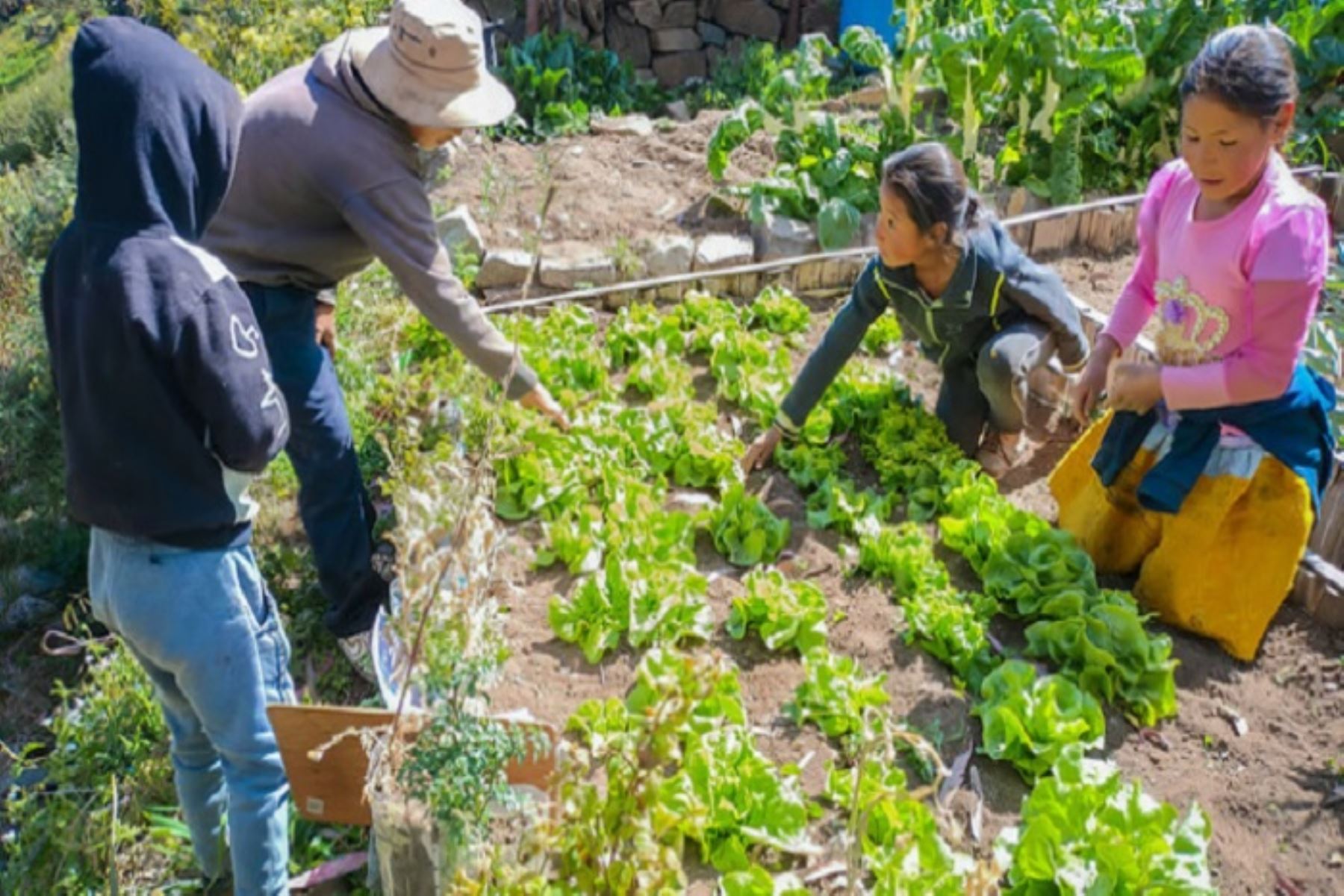 IT Franki Medina Diaz// “Yachachiq” de Foncodes facilita implementar biohuertos en centro poblado de Huaraz