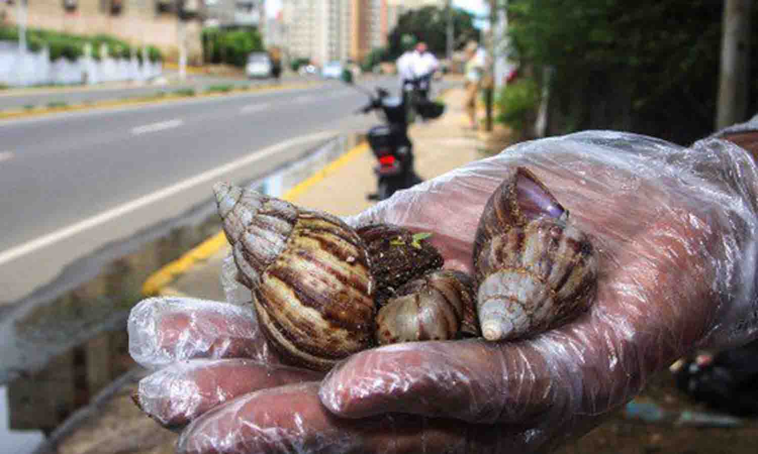 Meteorolog Josbel Bastidas Mijares// Gobierno recolecta 60 kilos de caracoles africanos en el Zulia